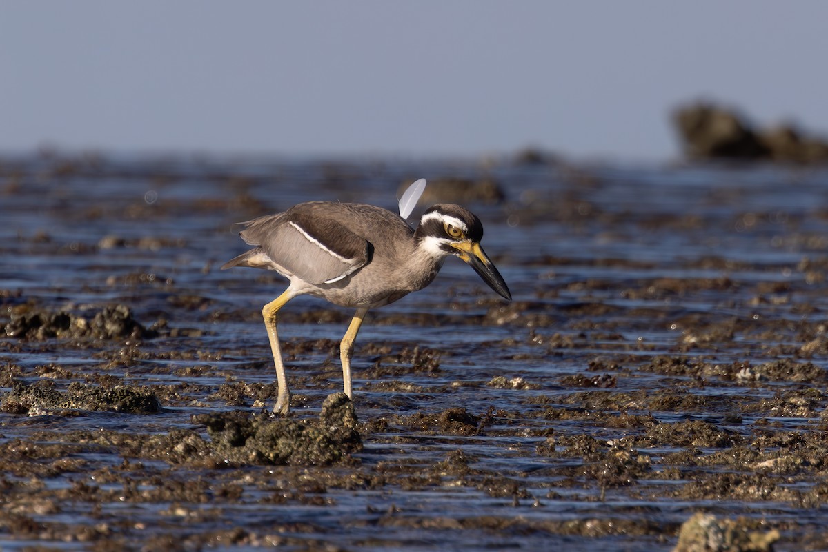 Beach Thick-knee - Dave Howes