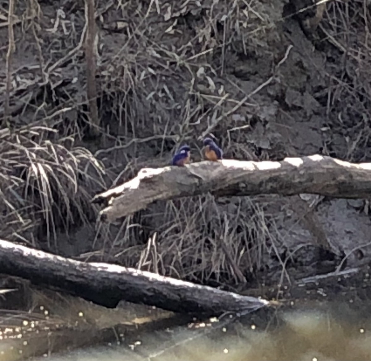 Azure Kingfisher - ML606461311