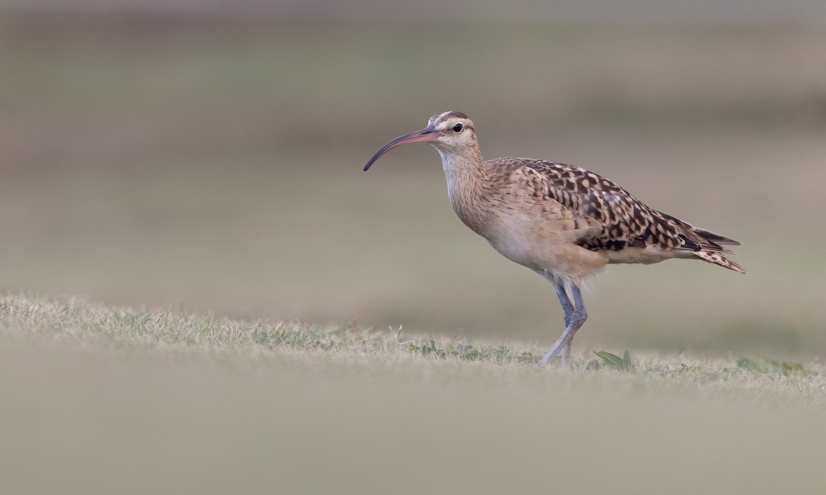 Bristle-thighed Curlew - ML606464171
