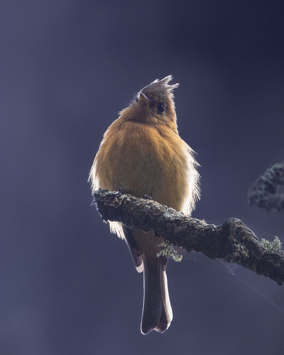 Tufted Flycatcher (Mexican) - ML606465911