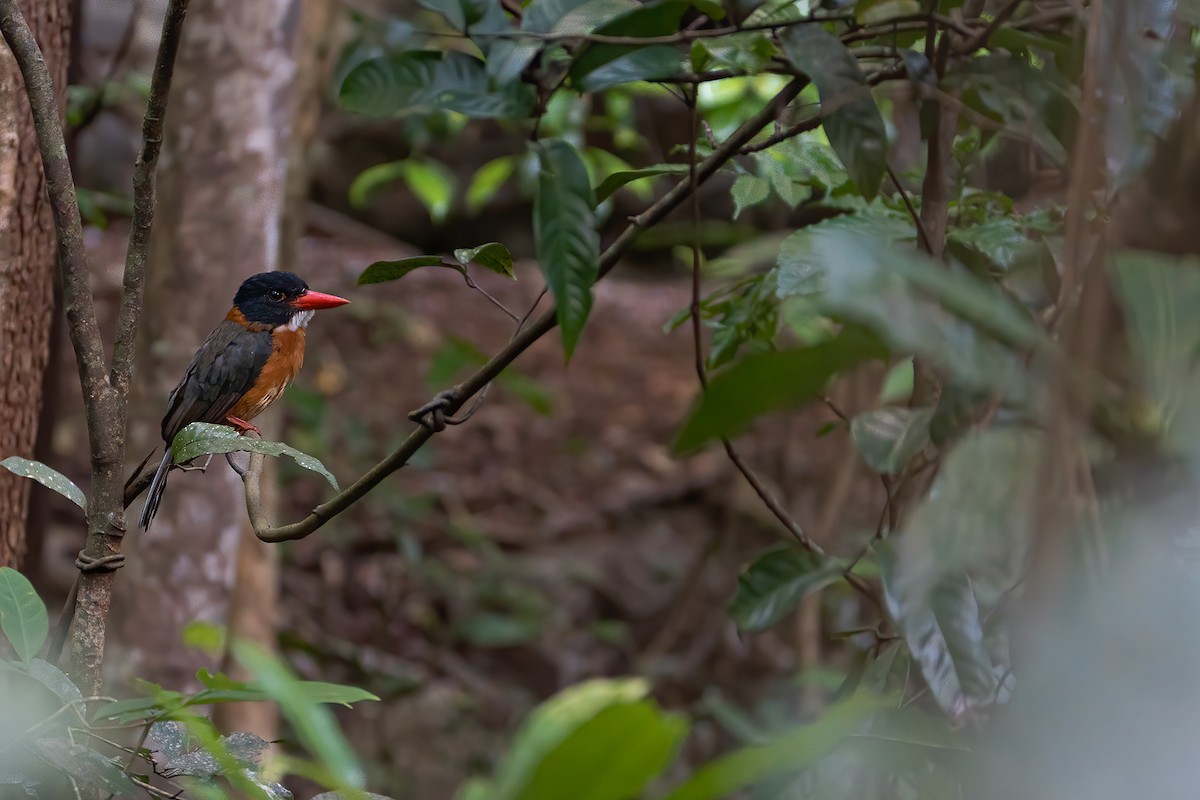 Green-backed Kingfisher (Black-headed) - Boas Emmanuel