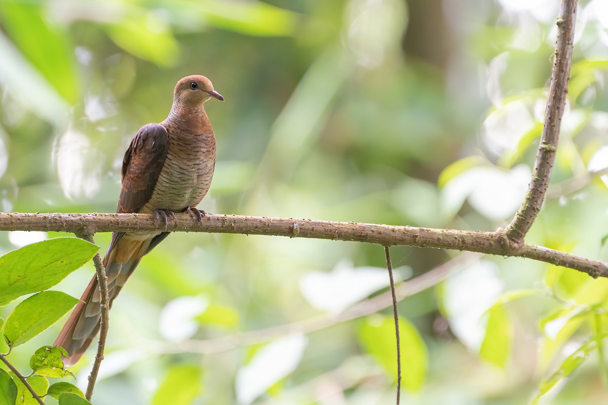 Sultan's Cuckoo-Dove (Sulawesi) - Boas Emmanuel