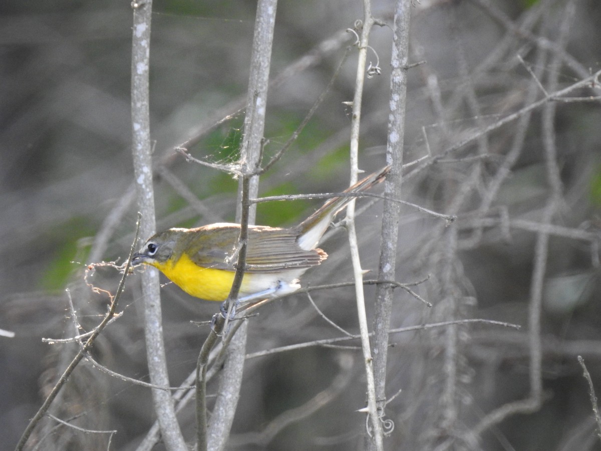 Yellow-breasted Chat - Philip Holt