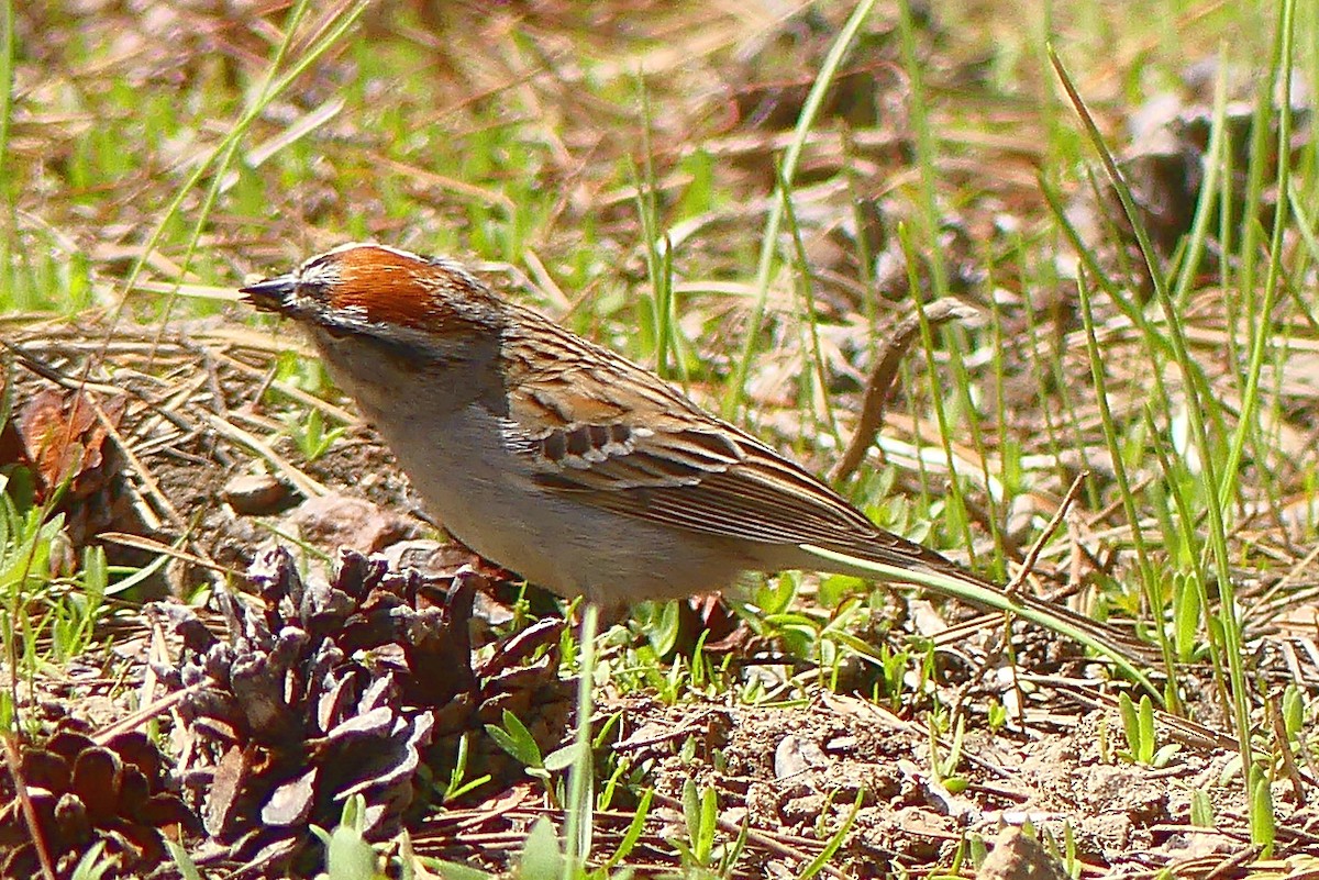 Chipping Sparrow - ML60647431