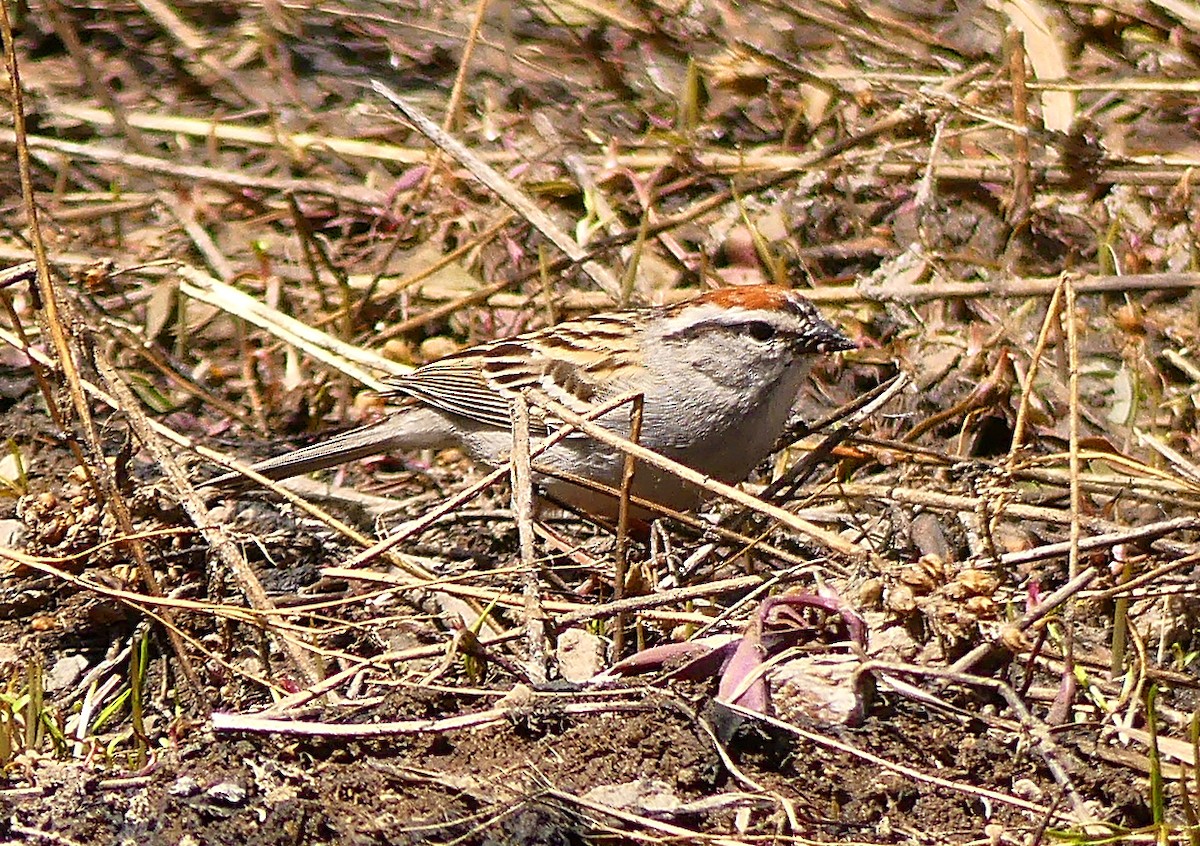Chipping Sparrow - ML60647441