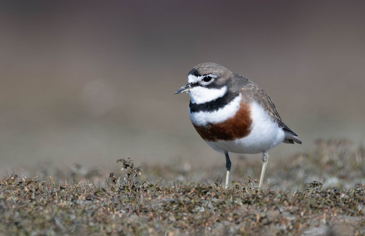 Double-banded Plover - ML606475611
