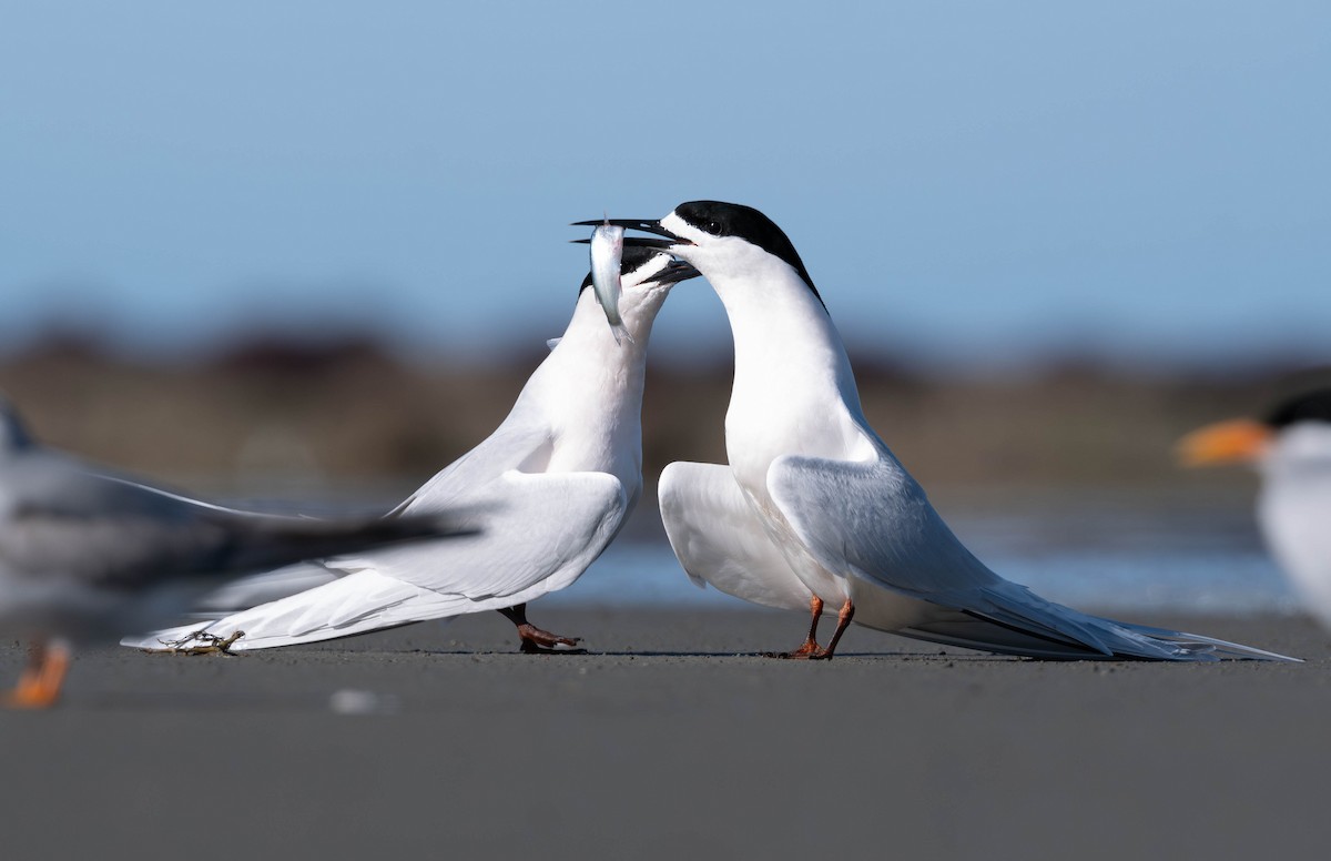 White-fronted Tern - ML606475961