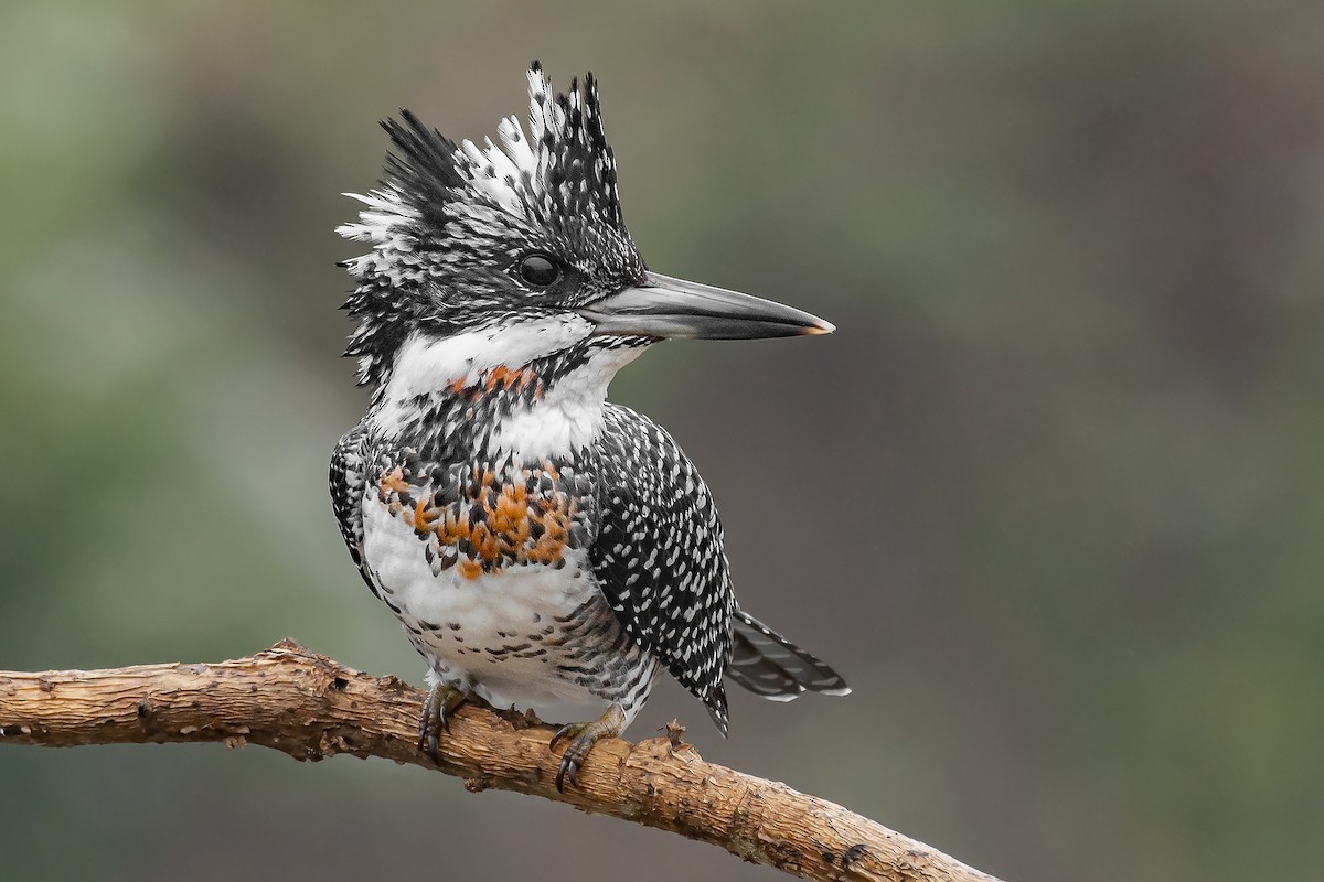 Crested Kingfisher - ML606476971