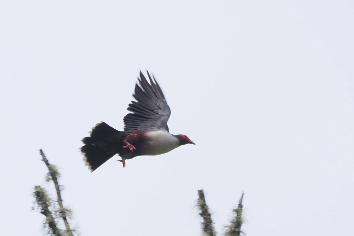 Papuan Mountain-Pigeon - ML606477351