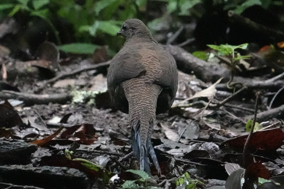 Bronze-tailed Peacock-Pheasant - ML606477381