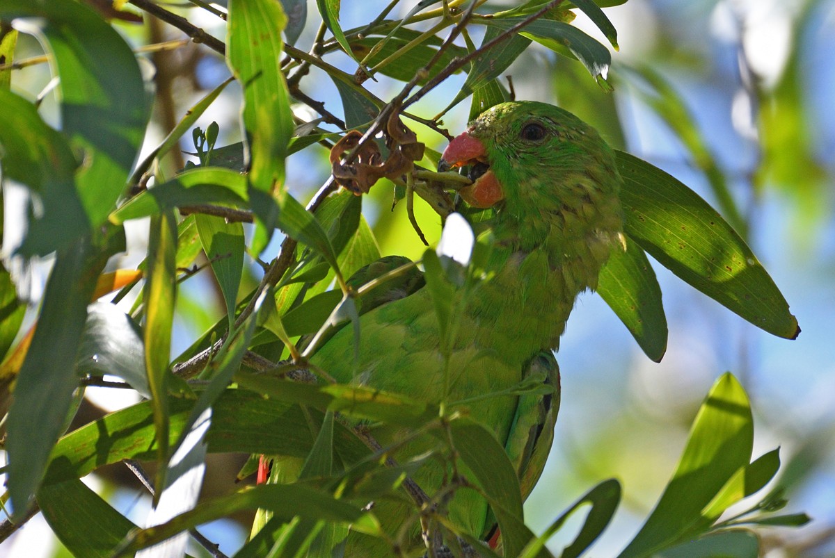 Red-winged Parrot - ML606478791