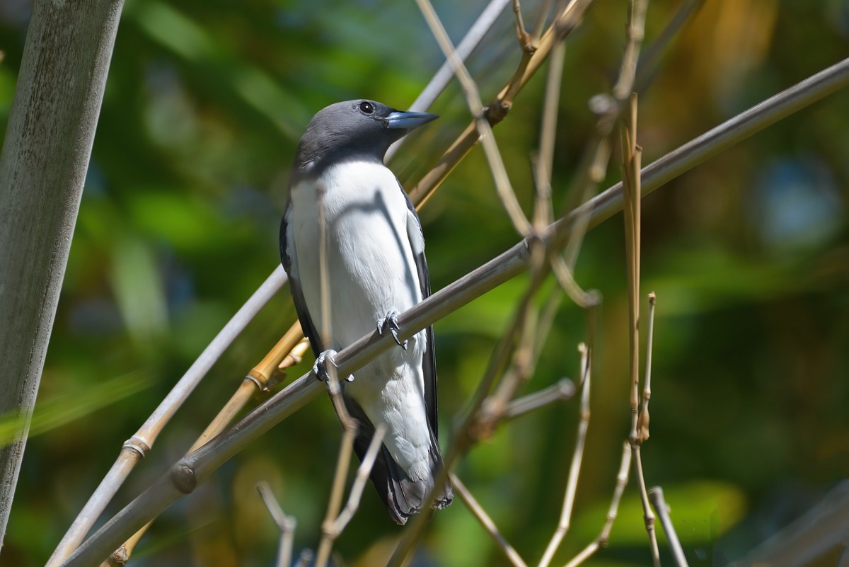 White-breasted Woodswallow - Philip Karstadt