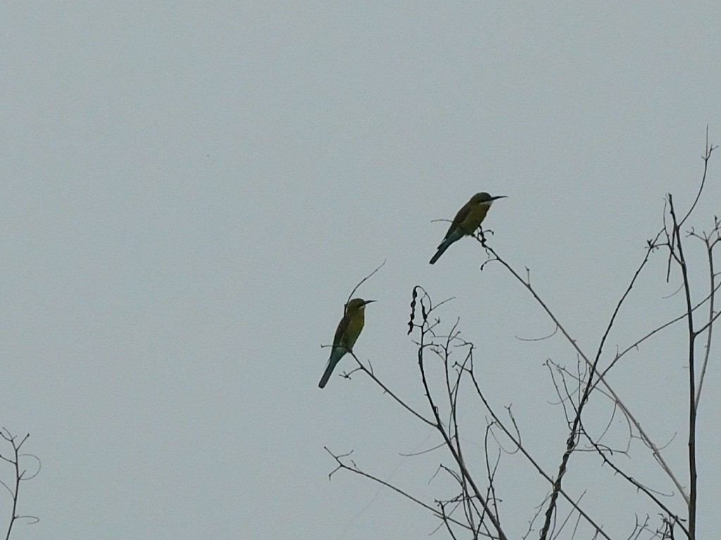 Blue-tailed Bee-eater - ML606478961