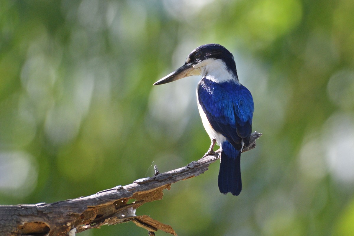 Forest Kingfisher - ML606478981
