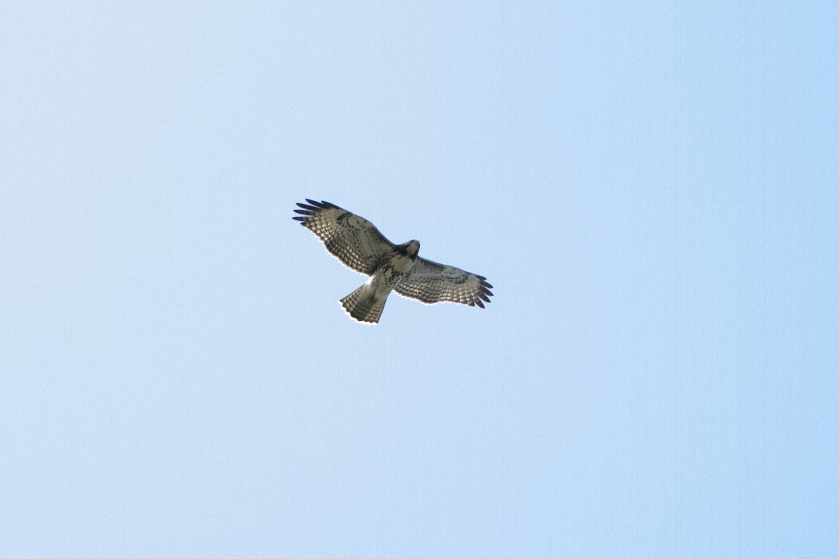 Red-tailed Hawk - ML606479151