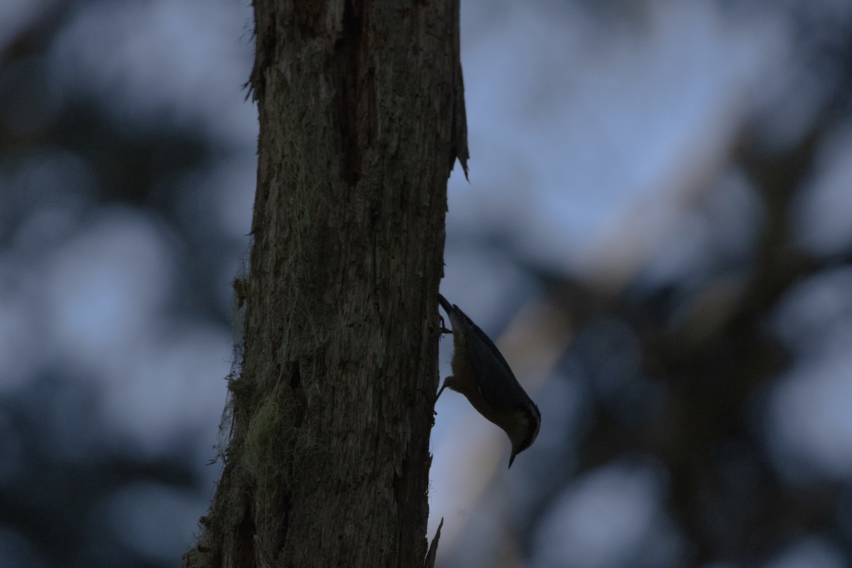 Red-breasted Nuthatch - ML606480061