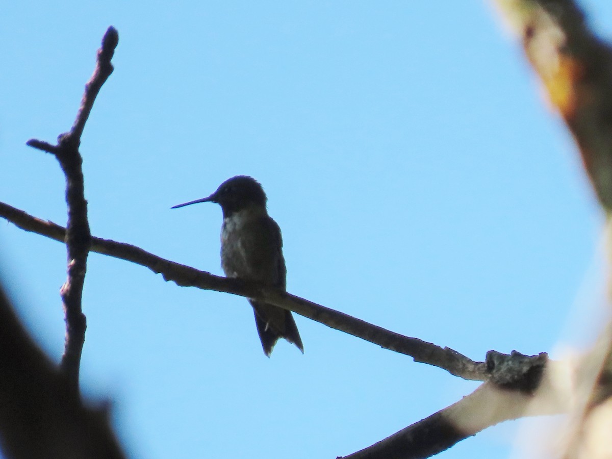 Ruby-throated Hummingbird - ML606481411