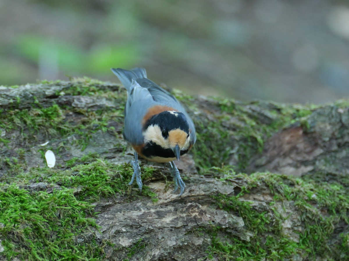 eBird Japan Checklist 24 Aug 2023 旭川市神楽岡公園 4 species 1 other taxa