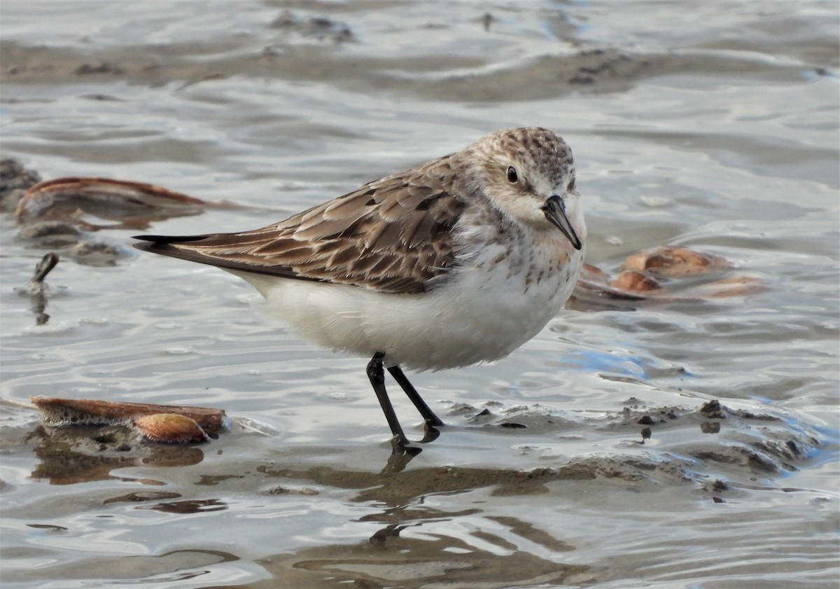 Red-necked Stint - Adrian Walsh