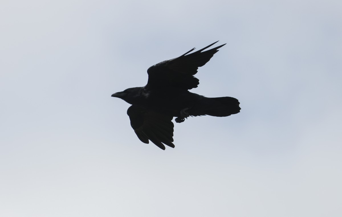 Common Raven - ML606488321