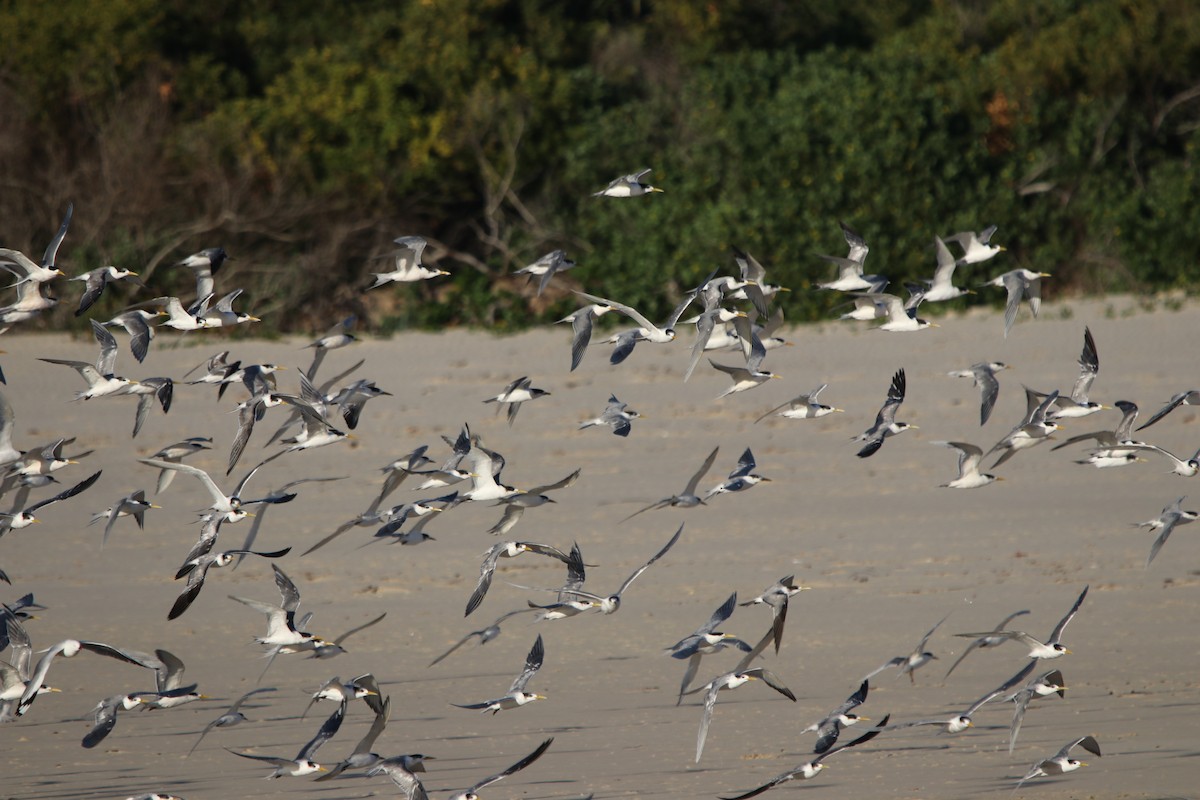 Great Crested Tern - ML606489221