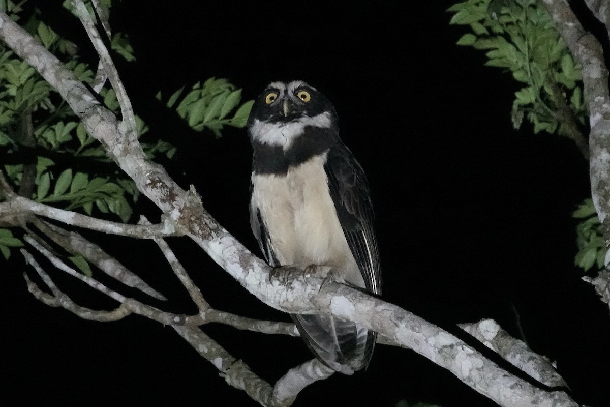 Spectacled Owl - ML606490661