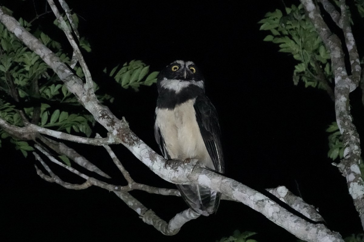 Spectacled Owl - ML606490691