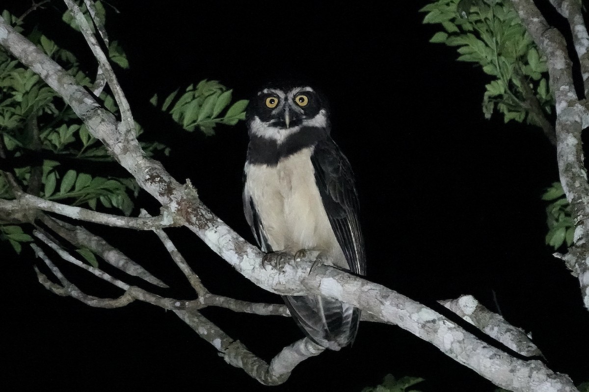 Spectacled Owl - ML606490701