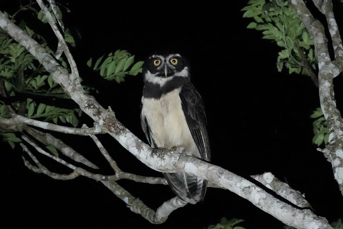 Spectacled Owl - ML606490721