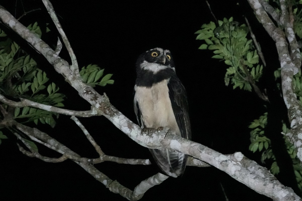 Spectacled Owl - ML606490741