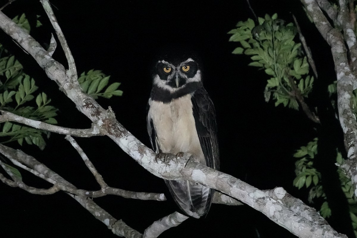 Spectacled Owl - ML606490751