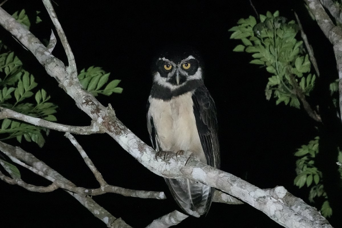 Spectacled Owl - ML606490761