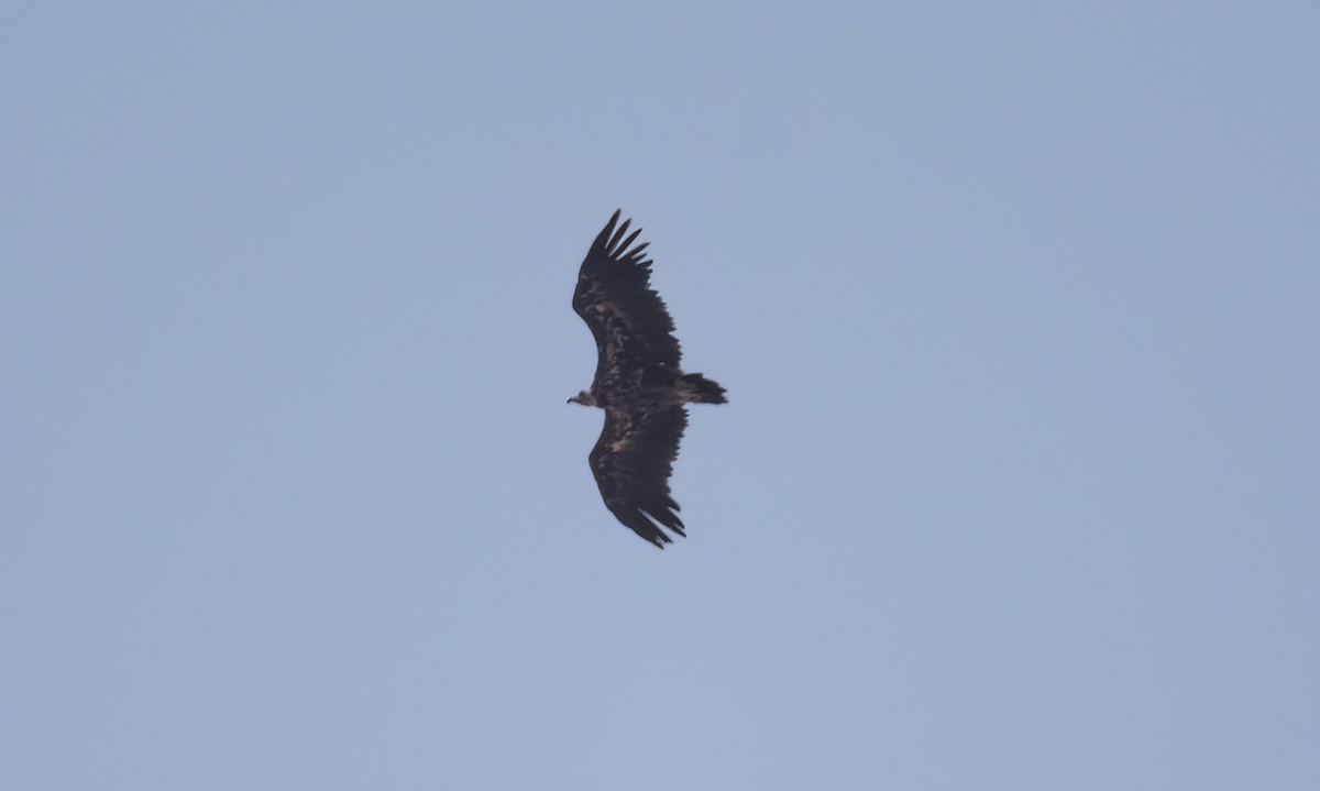 Cinereous Vulture - ML606491411