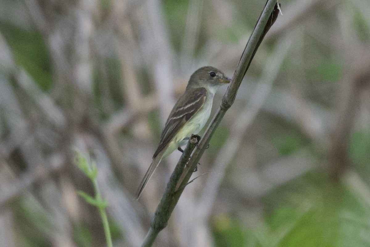 Ebird Checklist Aug Unnamed Road Near County Line Species