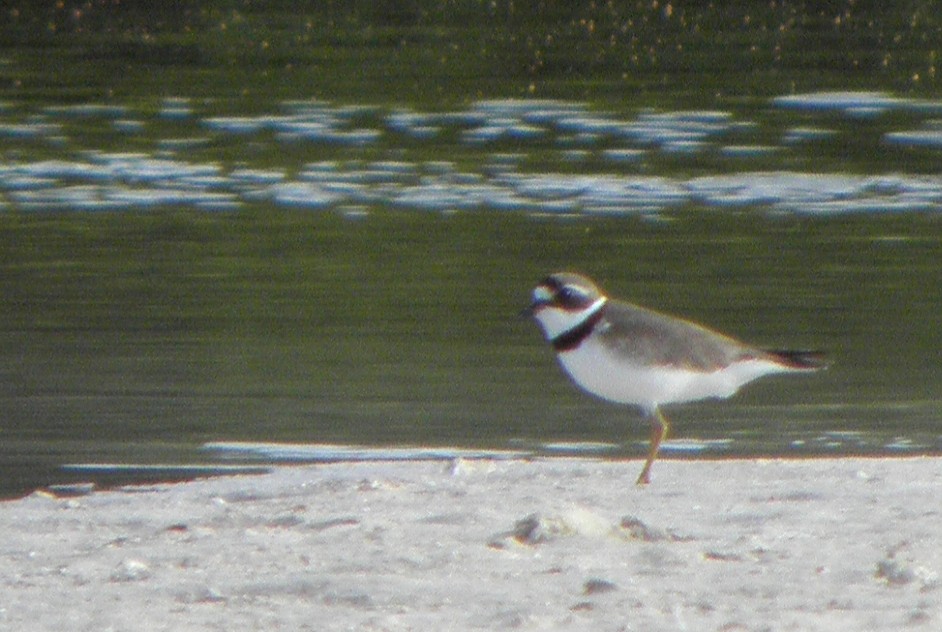 Semipalmated Plover - ML606493691
