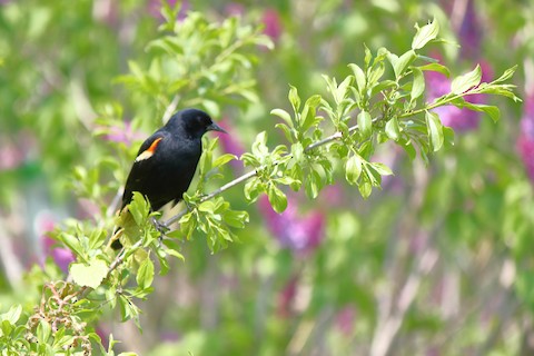 Red-winged Blackbird - eBird