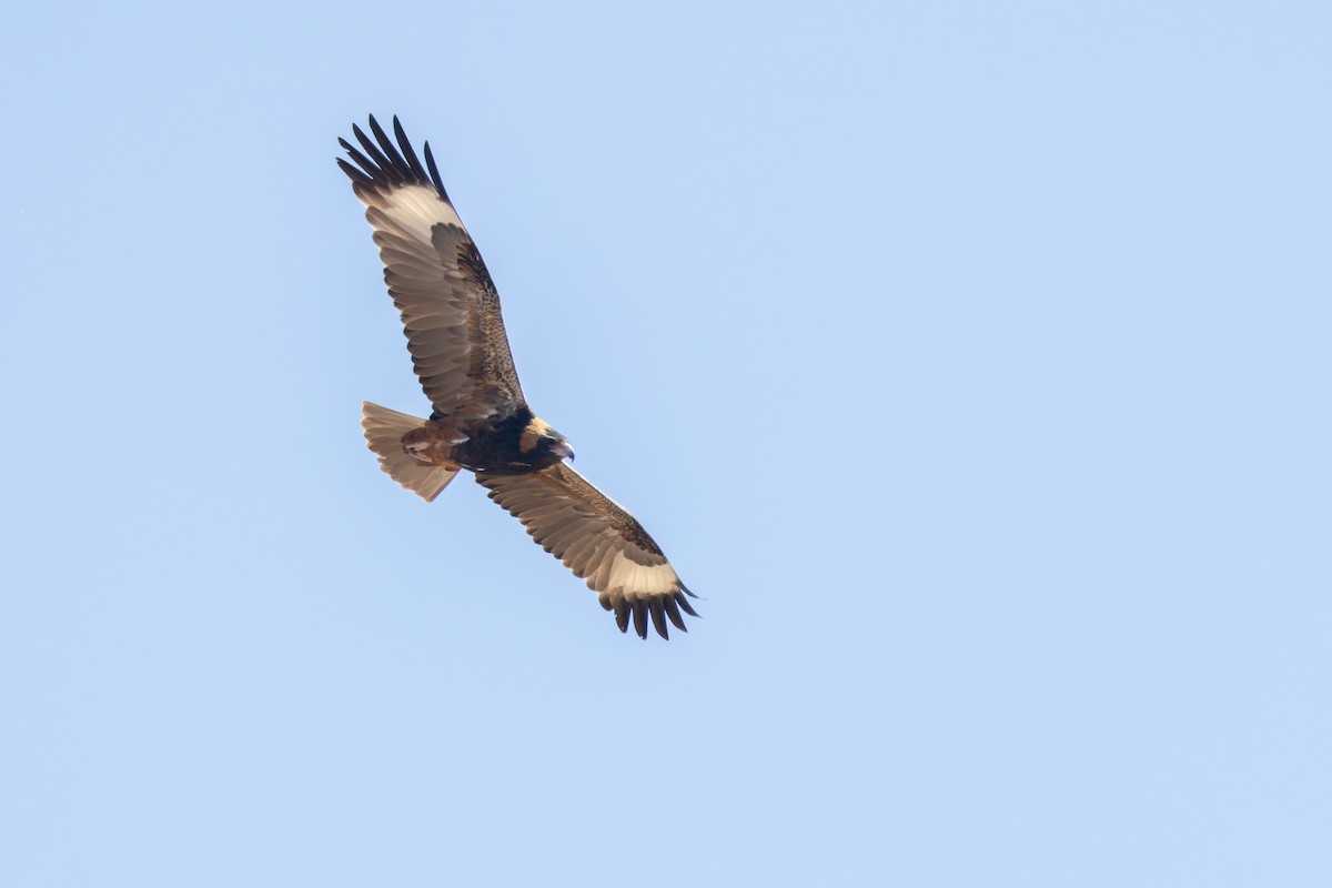 Black-breasted Kite - Paul Heath
