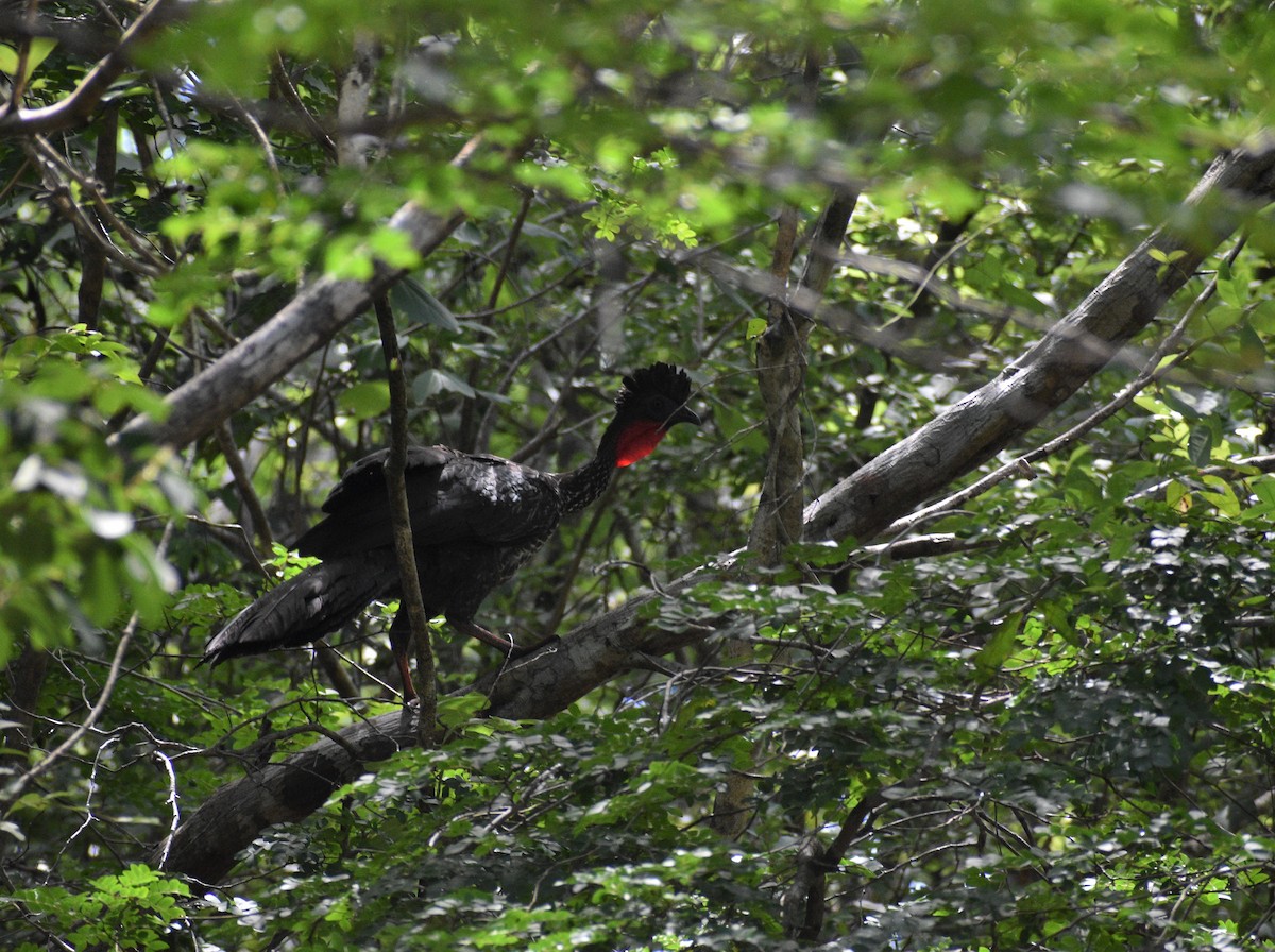 Crested Guan - ML606499311