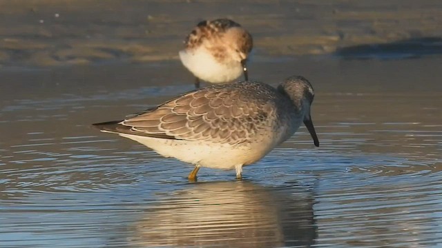 Red Knot - ML606499341