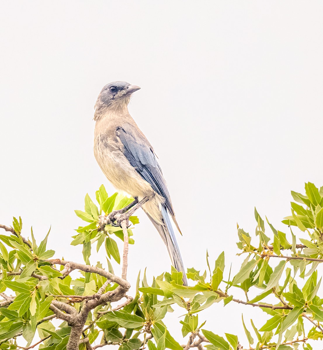 Mexican Jay - ML606500361