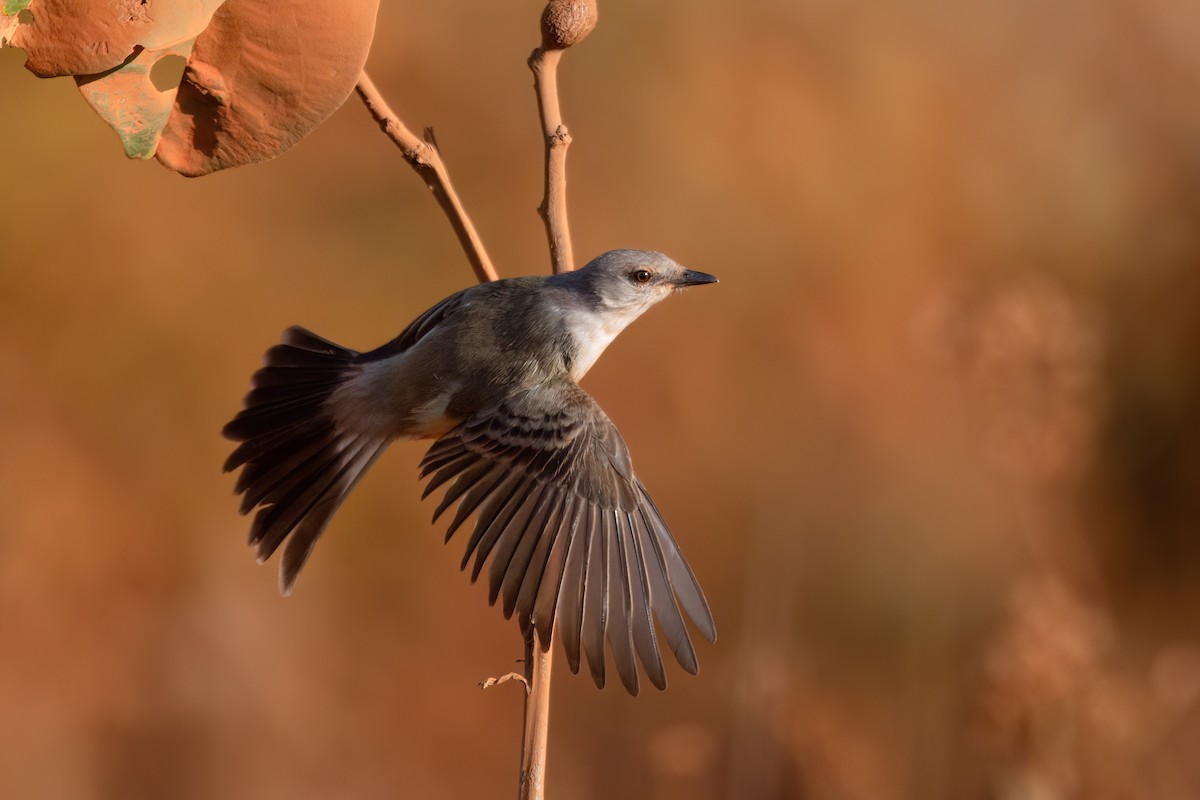 Suiriri Flycatcher - Marcos Eugênio Birding Guide