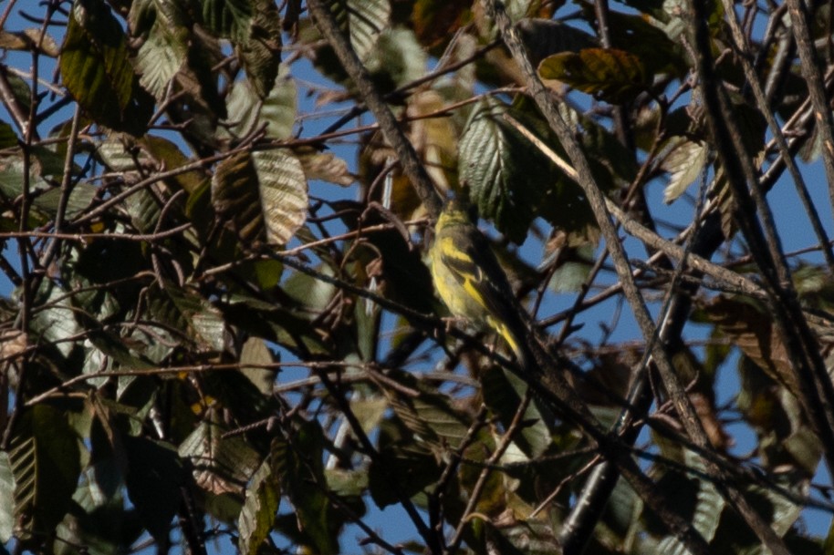 Yellow-breasted Greenfinch - ML606502651