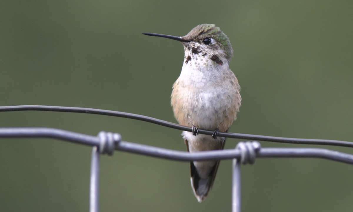 Broad-tailed Hummingbird - Brian Sullivan