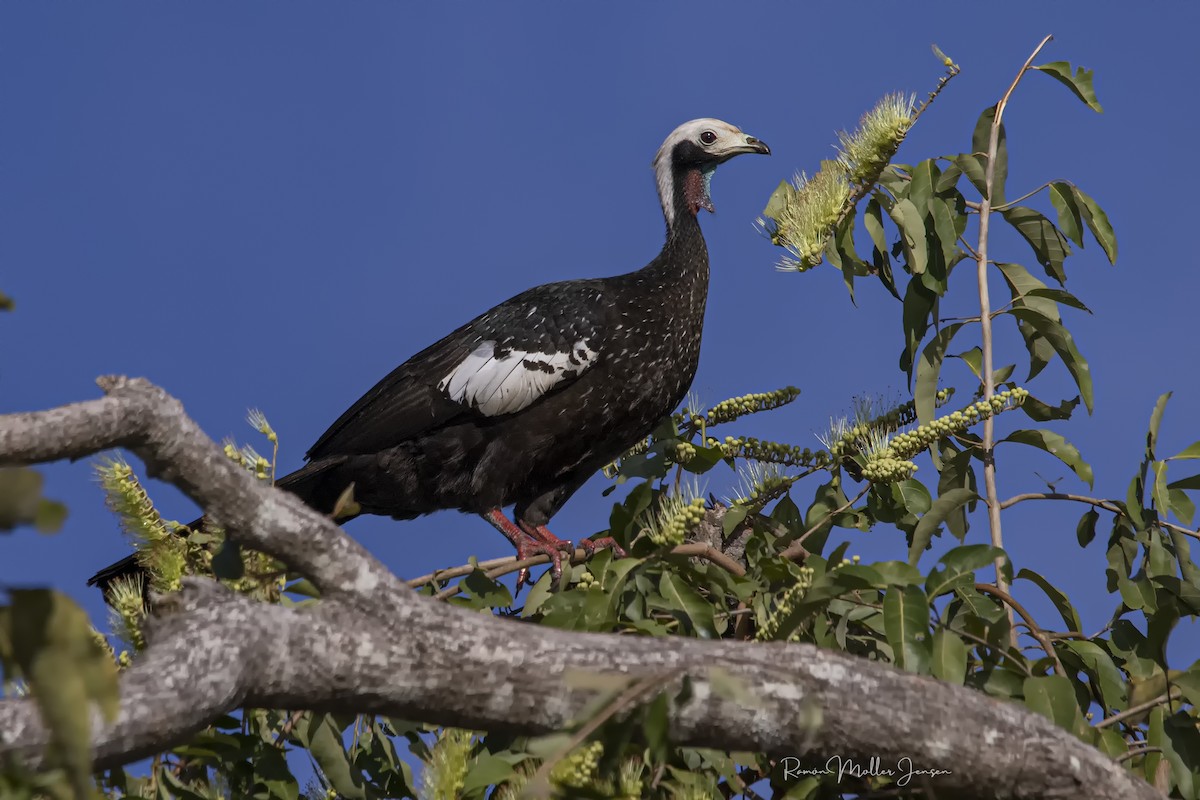 Red-throated Piping-Guan - ML606507521