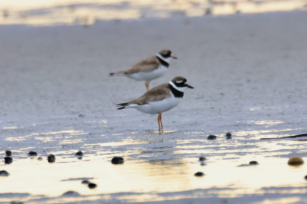 Common Ringed Plover - ML606509091
