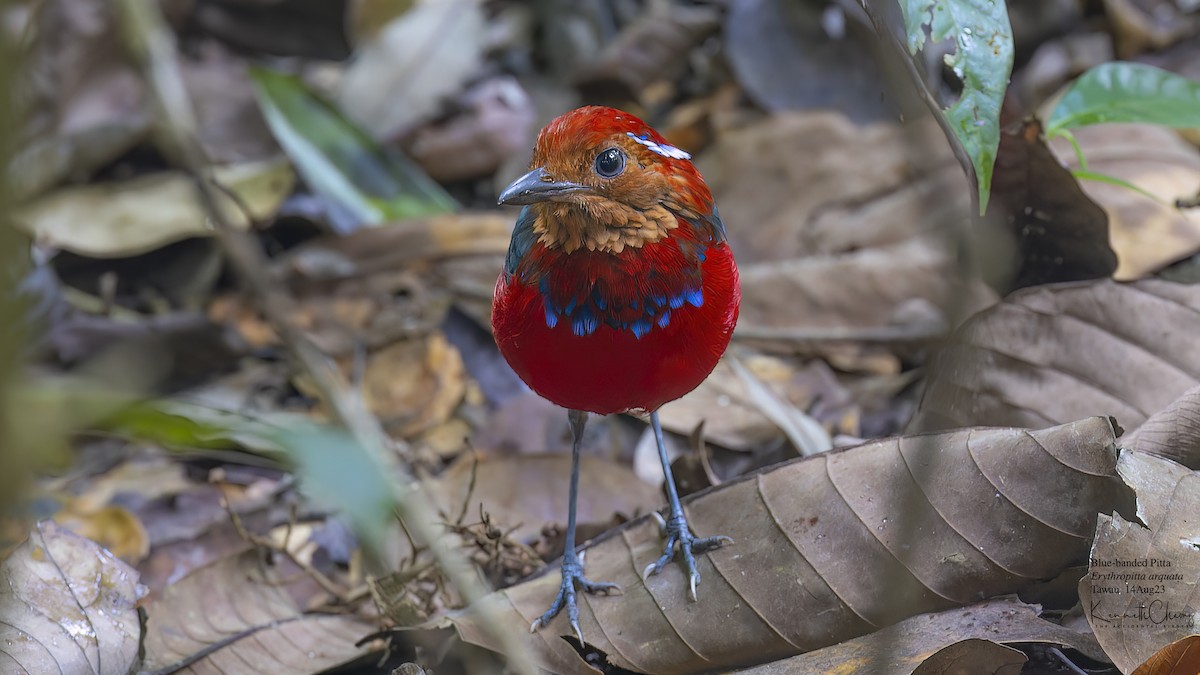 Blue-banded Pitta - ML606510351