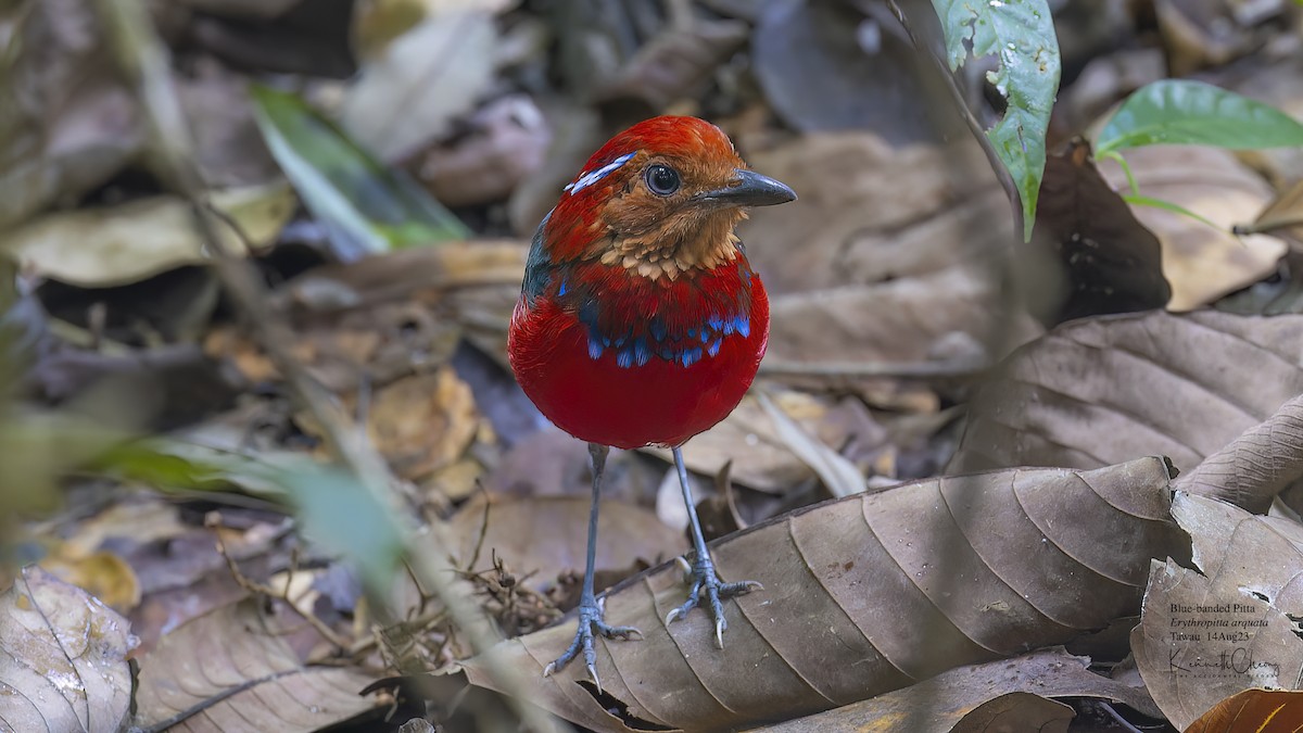 Blue-banded Pitta - ML606510361