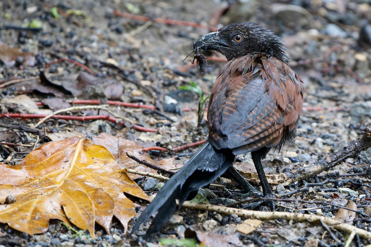 Greater Coucal (Greater) - Sam Hambly