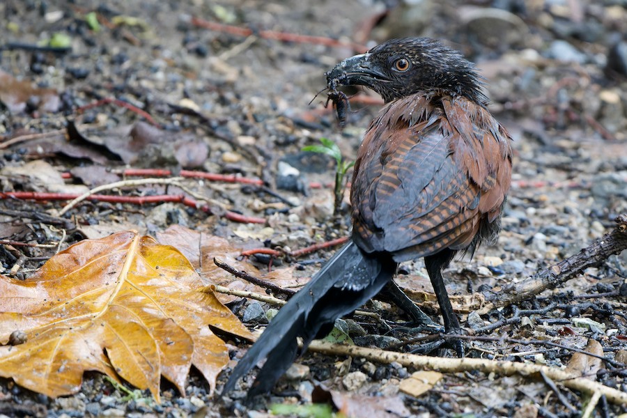 Greater Coucal (Greater) - eBird