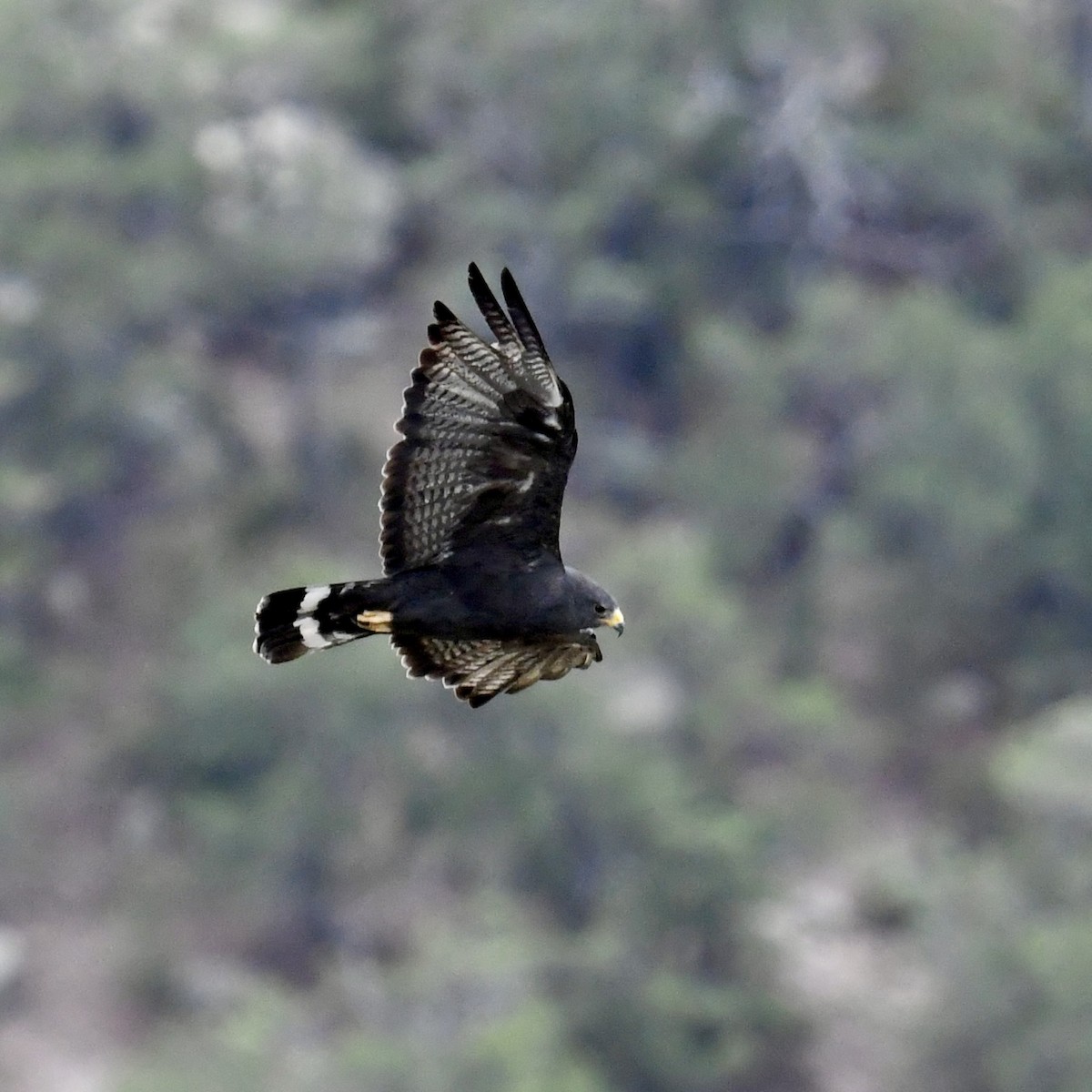 Zone-tailed Hawk - ML606519131